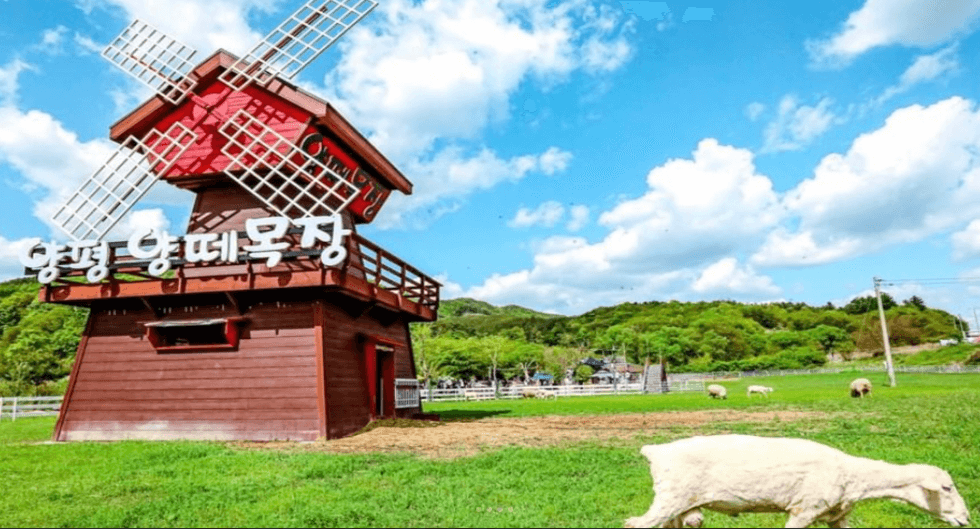 양평-양떼목장
