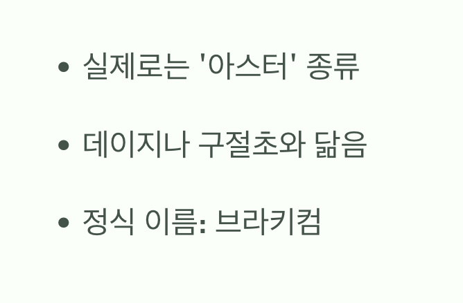 이름은 국화, 모습은 데이지