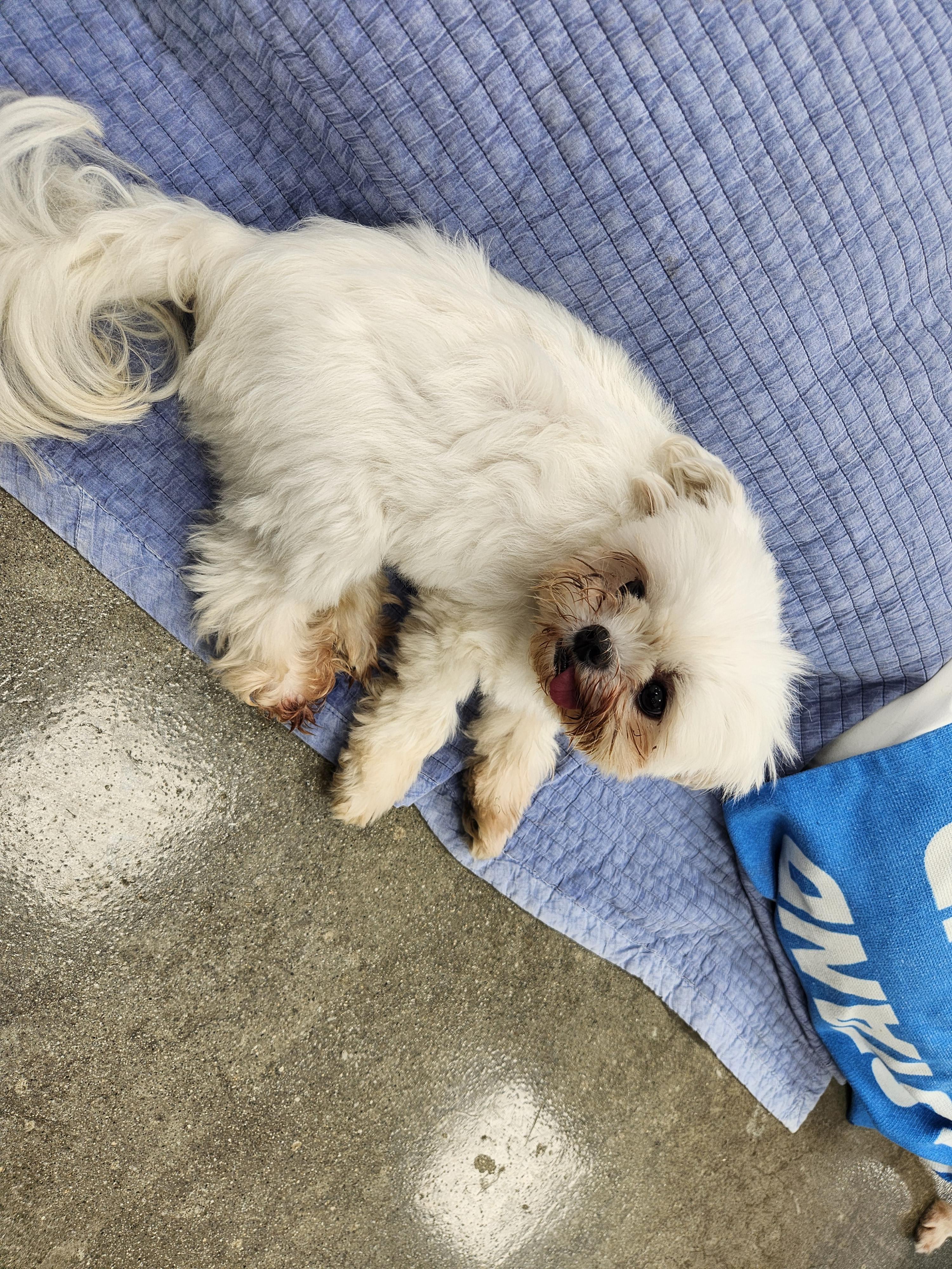 같은 하늘 아래 다른 견생(feat. 강아지공장 구조)