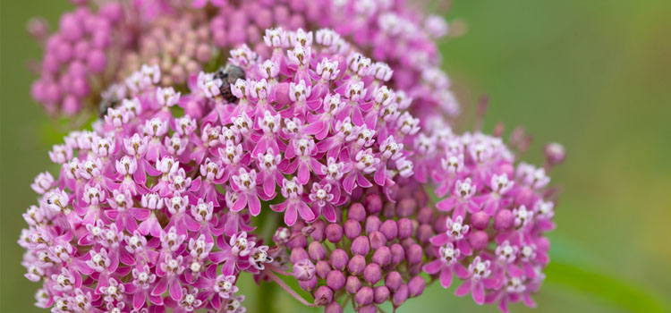 나비 정원: 나비를 유인하는 식물들