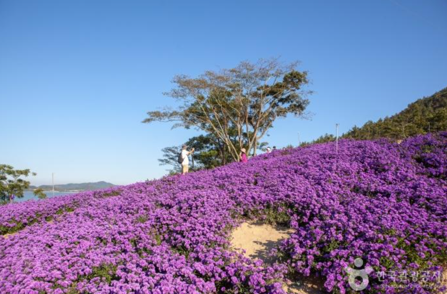 생생정보 보라마을