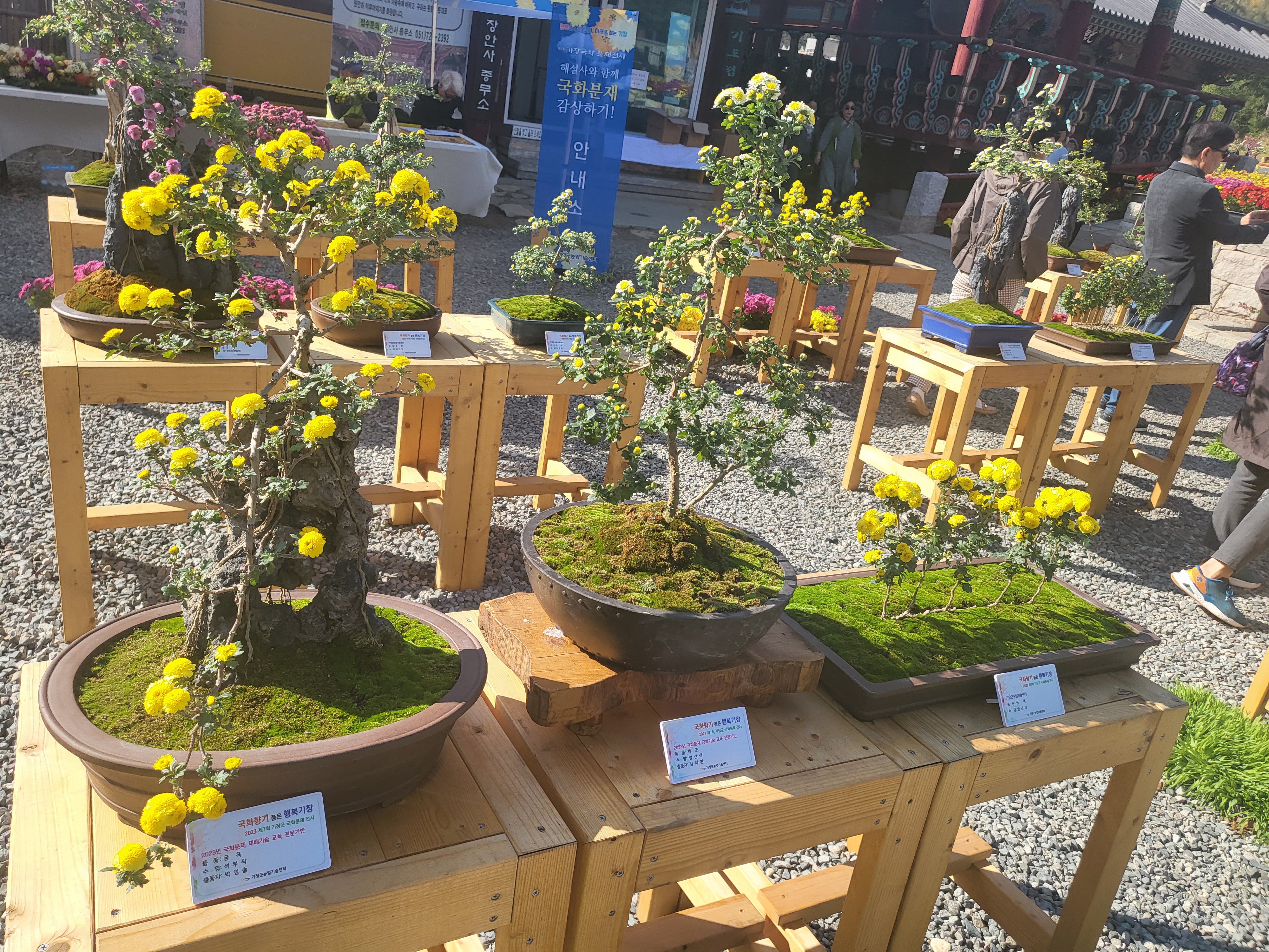 국화 향기 가득한 부산 기장 장안사 제 7회 기장 국화분재전시회가 열렸습니다.