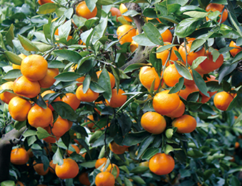 제주 휴애리 유채꽃 축제 코스 주차 맛집 일정 총정리