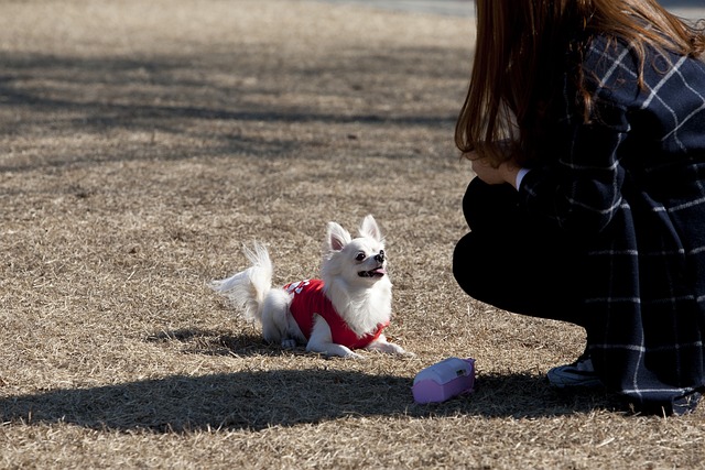 강아지 사료 추천 및 주의사항