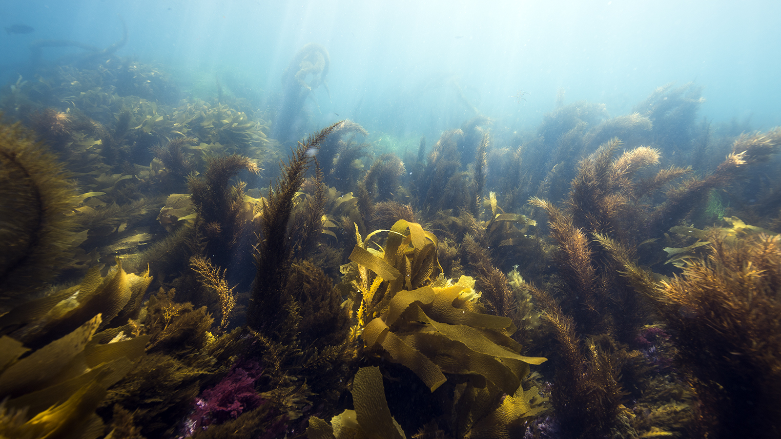 Channel Islands National Park