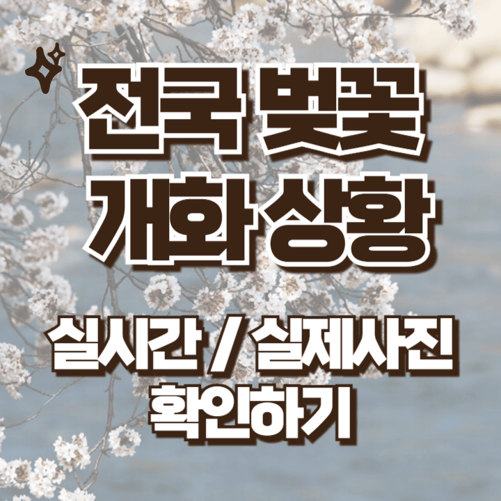 전국 벚꽃 개화상황 확인하는 방법