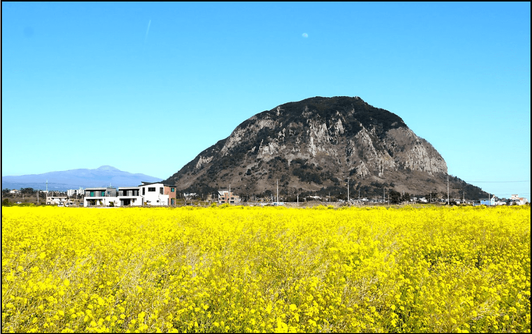 24년-유채꽃-개화시기-유채꽃명소-안내