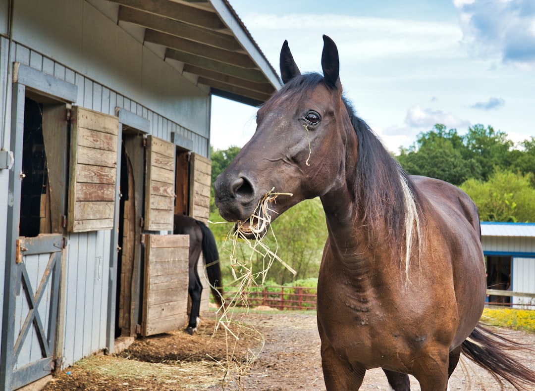 Stable