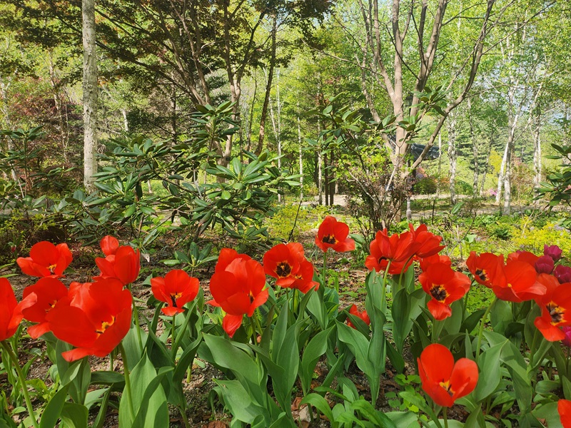 아침고요수목원 입장료, 방문기