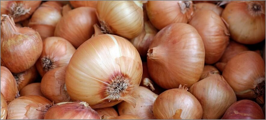 강아지 양파 먹으면 안되요