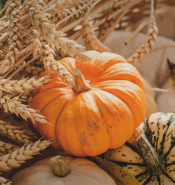 호박 효능과 부작용 고르는법 칼로리