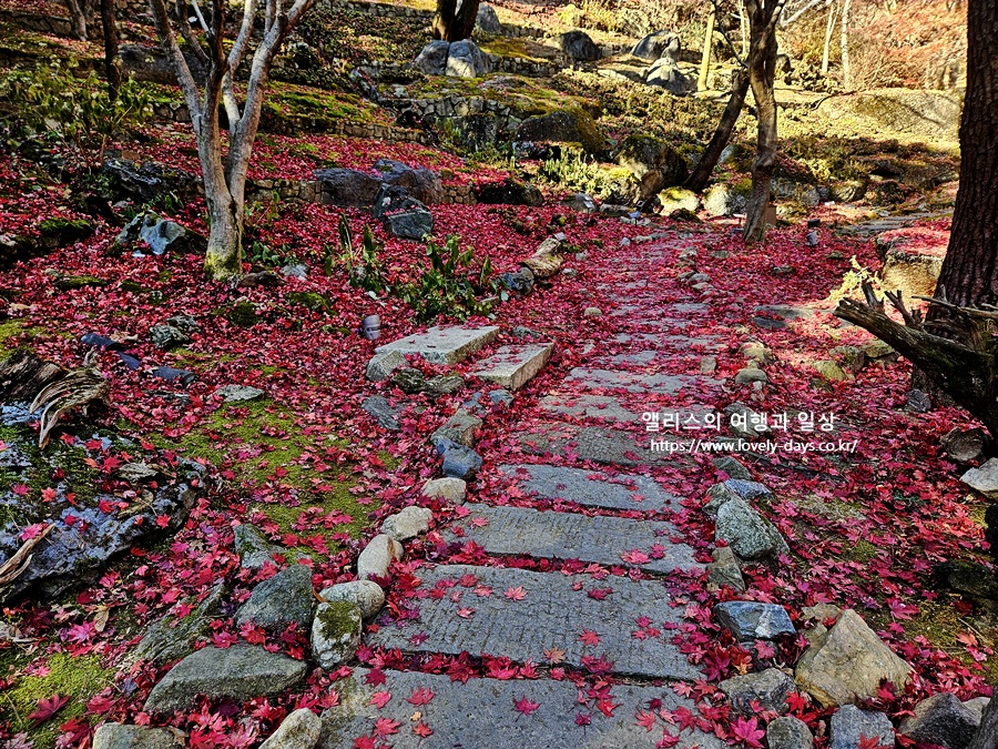 2025 화담숲 마지막 가을 단풍 화담채 분재 즐기기