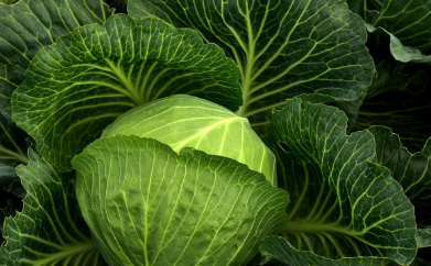 마녀스프 레시피, 마녀스프 다이어트