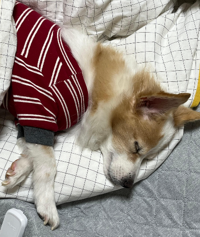 슬개골 건강을 위한 마사지 & 물리치료 방법