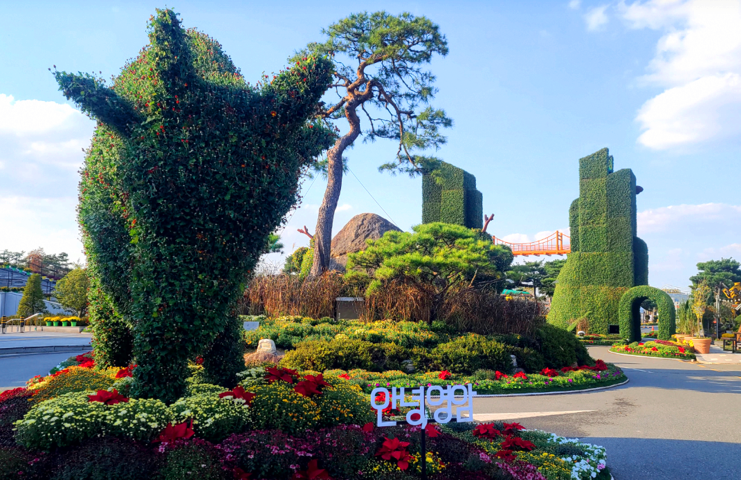 월출산 국화축제