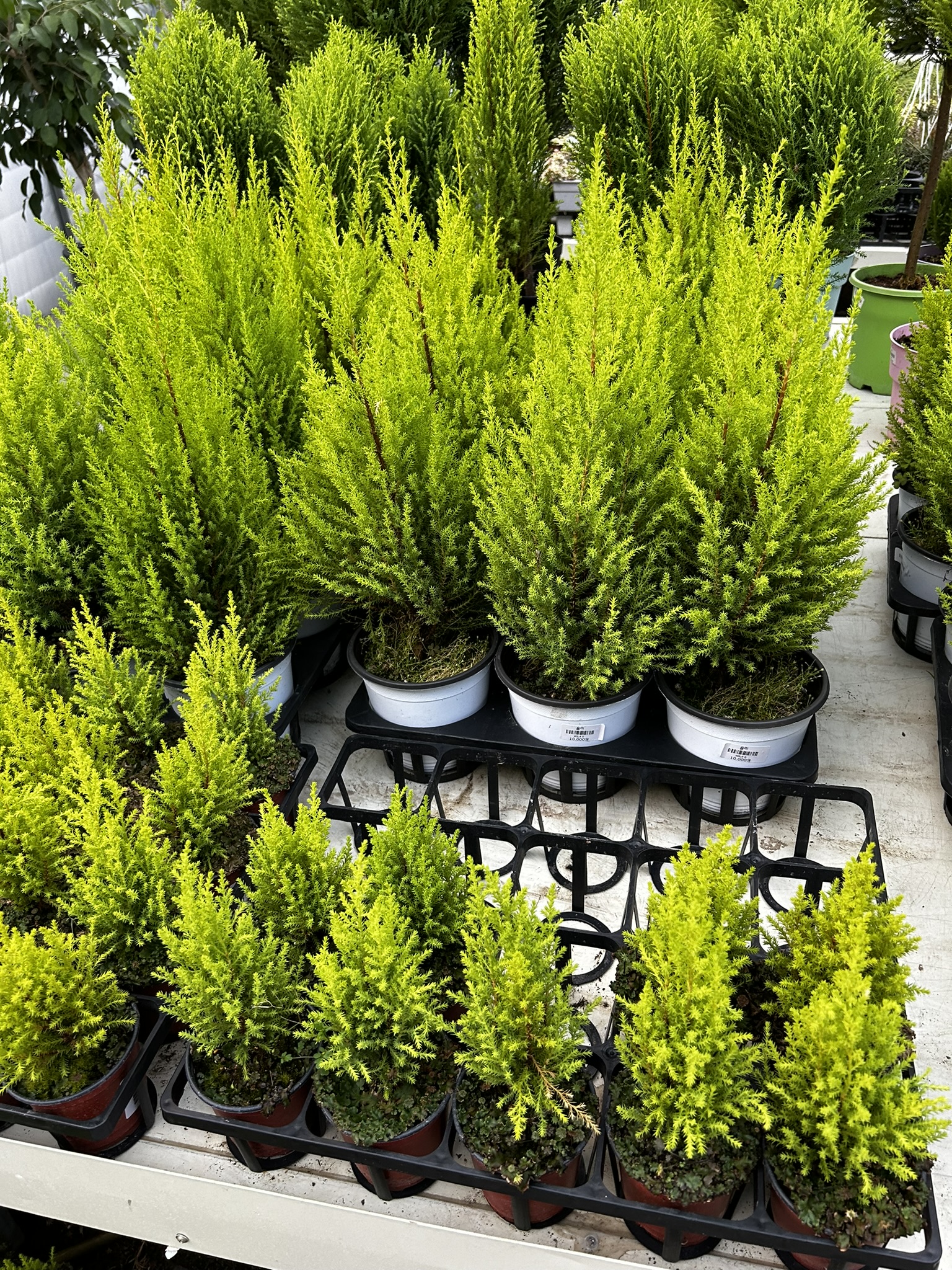 집에서 기르기 쉬운 식물 율마 사진