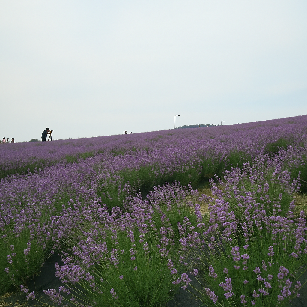 평창 허브나라농원 사진