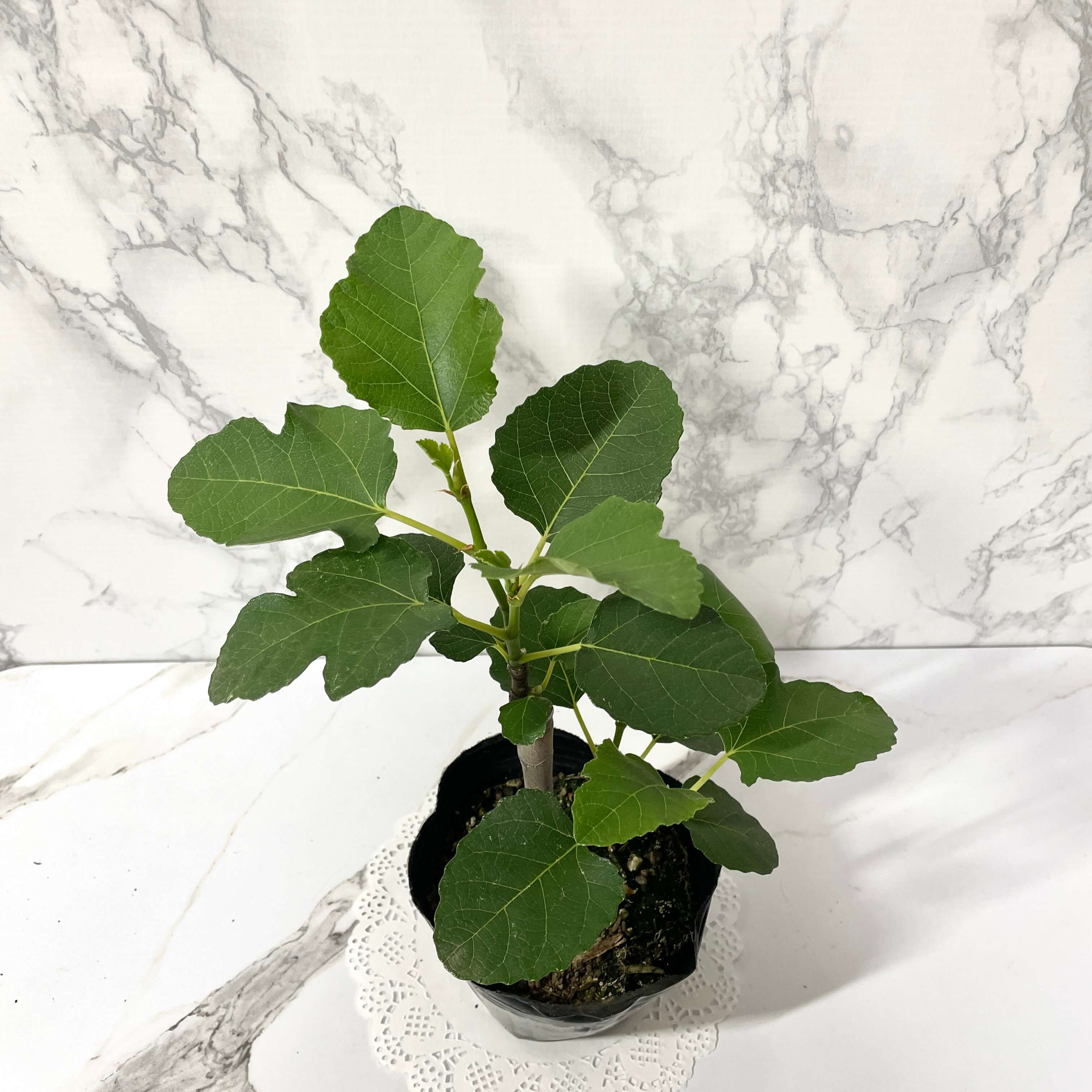 무화과나무 키우기