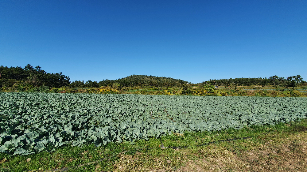 제주 올레9코스