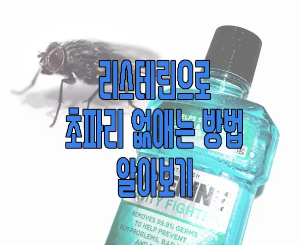 리스테린으로 초파리 없애는 방법에 관한 글 보러 가기 링크 사진