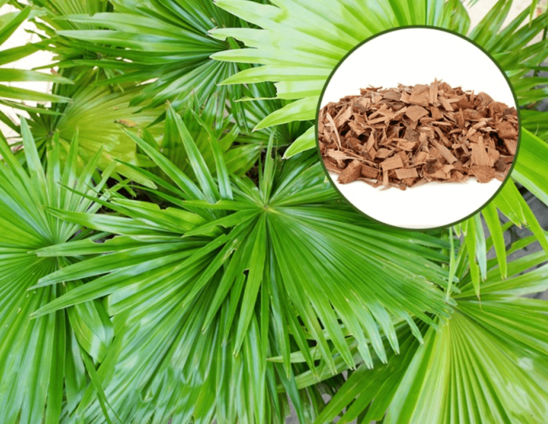 트루포뮬러 비아노스 효능 후기 (3개월 복용)