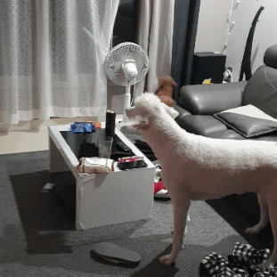 강아지와 숨바꼭질