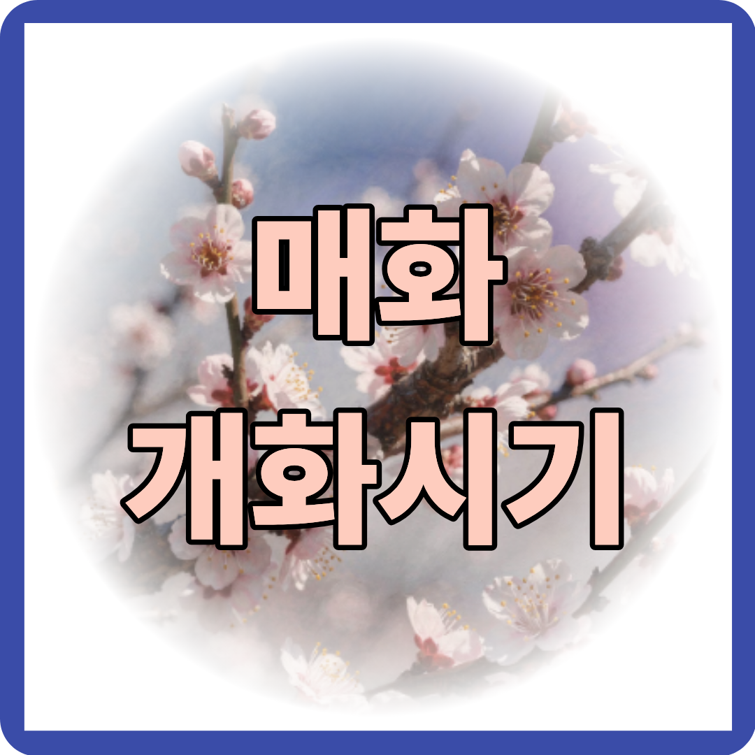 매화 개화시기