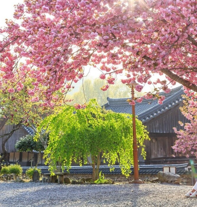 순천 선암사 벚꽃