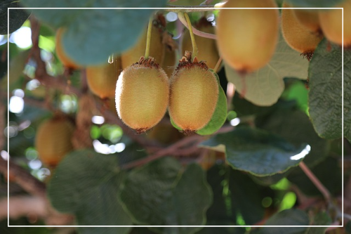 참다래의 효능과 효과