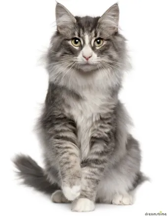 고양이 수명 평균 품종별 집고양이_12