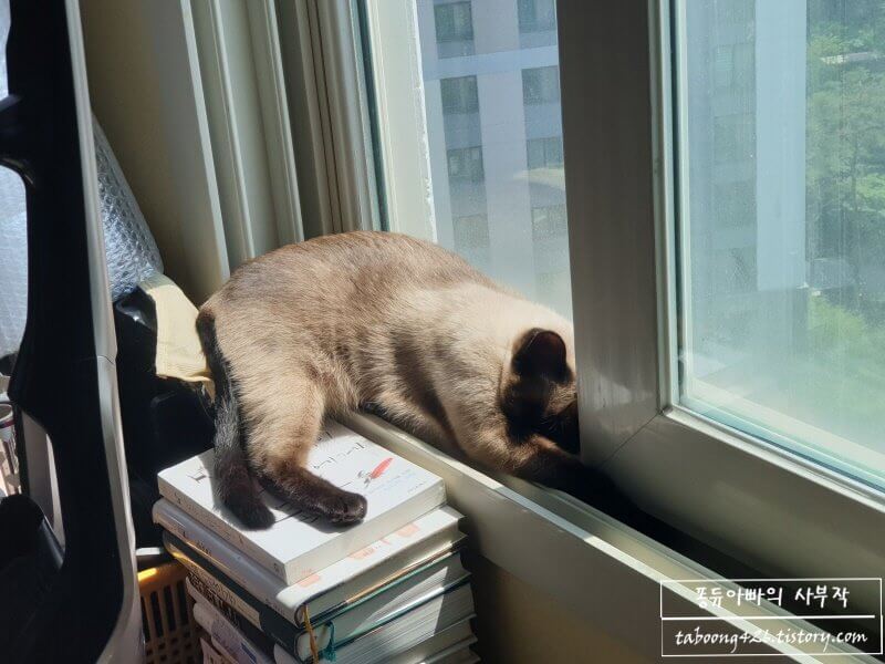 햇볕을 쬐는 고양이