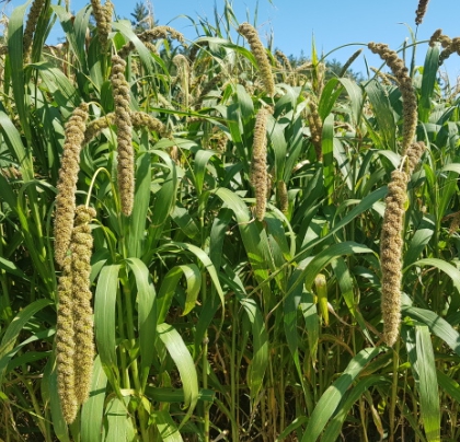 한국의 떡 종류 조망댕이(차조떡)-차조