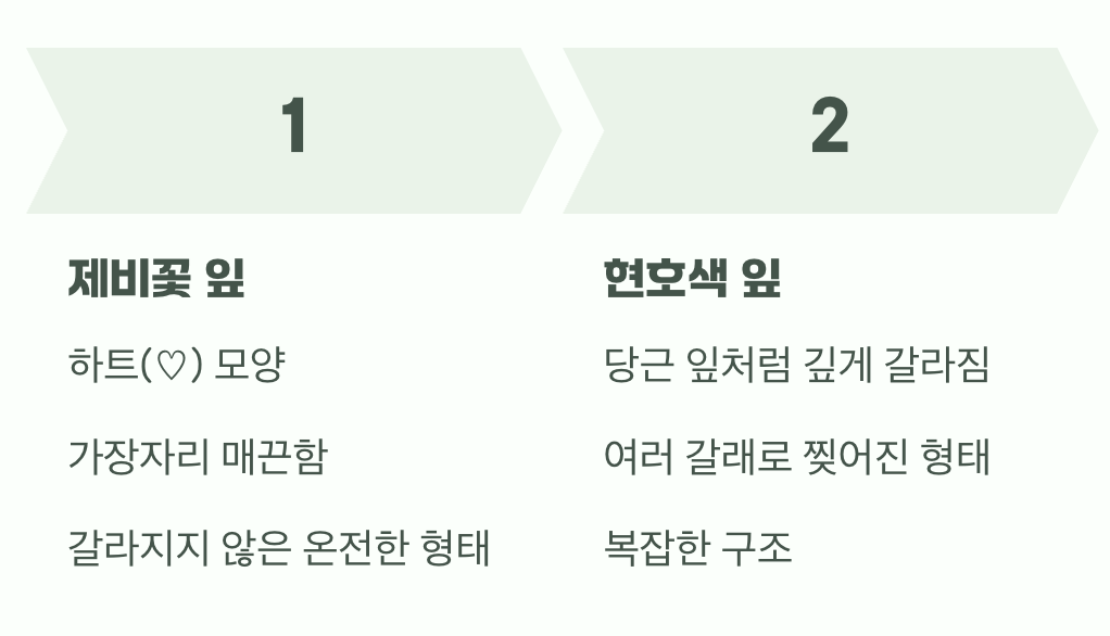 꽃보다 먼저 잎사귀를 보세요