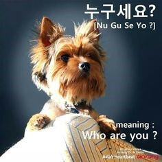 황색-고양이가-누군가를-보고서-누구세요-하면서-당황하는-모습