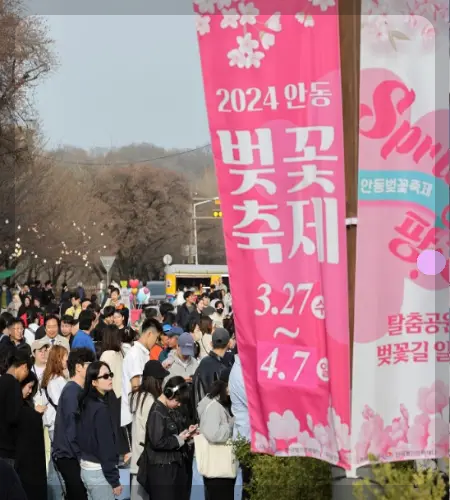 안동 벚꽃축제