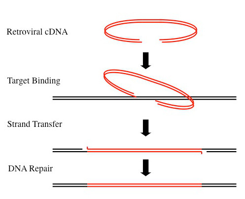 세포 DNA에 끼어든 vDNA