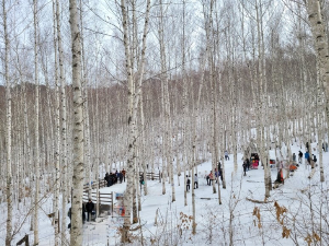 자작 나무숲 인디언 집