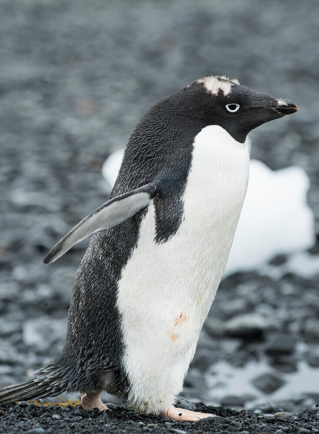 남극의 작은 생존자 '아델리 펭귄'의 삶과 생존 위기