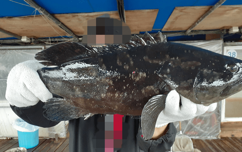 자바리물고기잡은모습