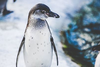 세계 펭귄의 날