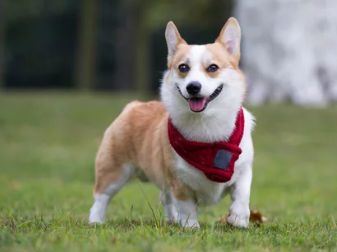 웰시코기 사진/출처:어도비스톡