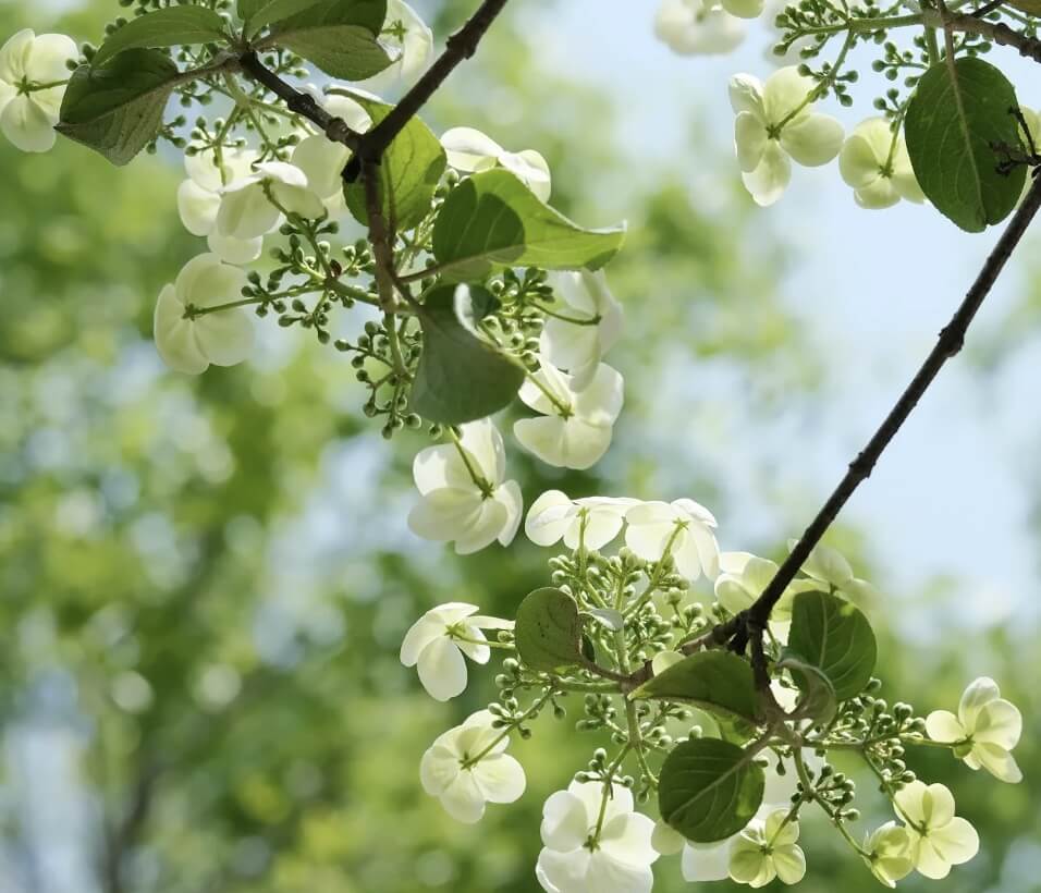 이팝나무와 조팝나무 차이