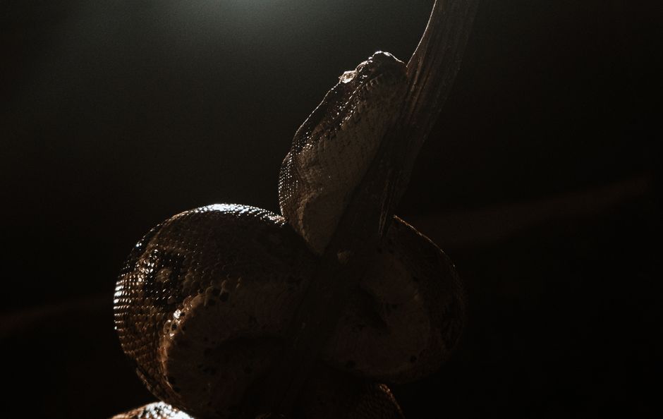 A close-up shot of a snake coiled around a tree branch in dim lighting, highlighting its textured scales.