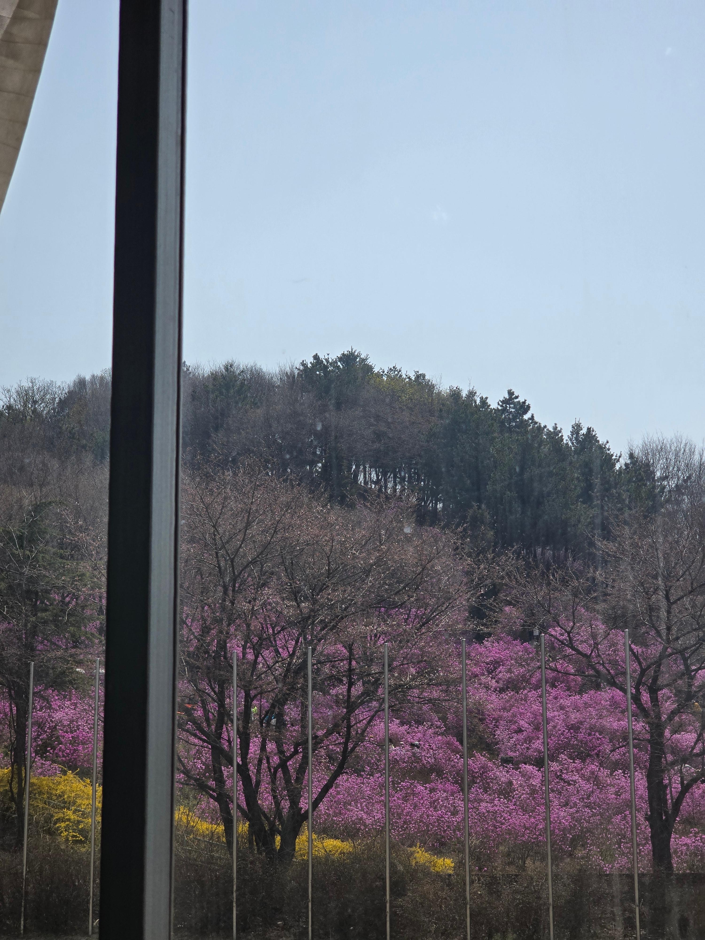 봄꽃 나들이, 부천 진달래동산에서 만나는 핑크빛 힐링
