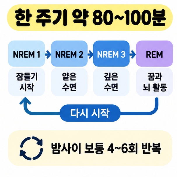 80~100분 수면 주기가 밤새 4~6회 반복되는 흐름을 화살표로 보여주는 카드