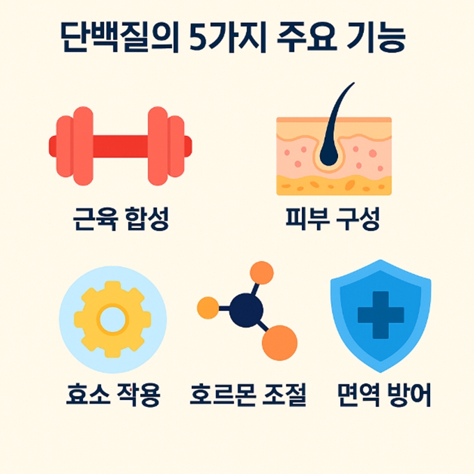 "단백질의 5가지 주요 기능을 설명하는 인포그래픽: 근육 합성, 피부 구성, 효소 작용, 호르몬 조절, 면역 방어 기능을 나타내는 아이콘이 파스텔 색상 배경에 배열된 이미지"