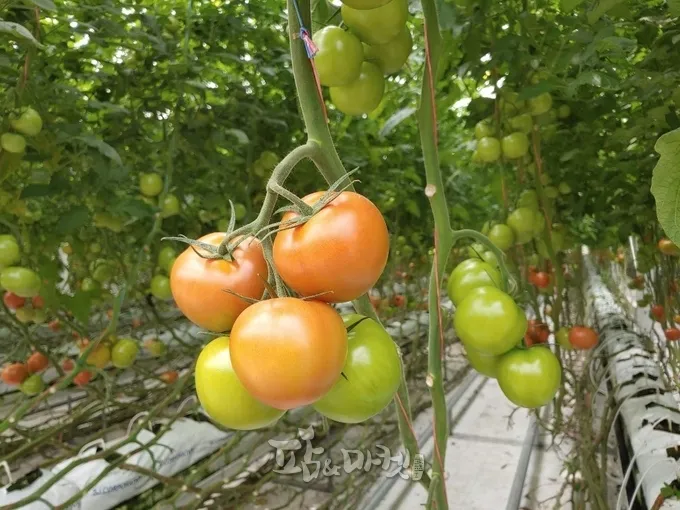 토마토 재배 지지대 설치 적심 유인 관리_1