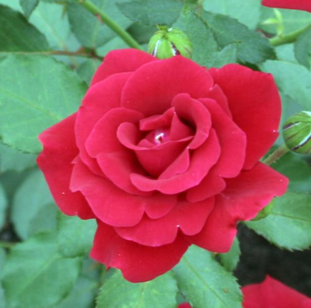 매일아침 성공의 한수 장미 썸네일