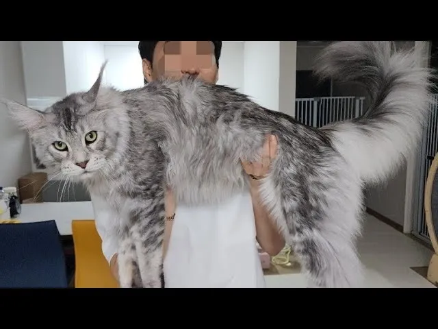 메인쿤 고양이 유전병_4