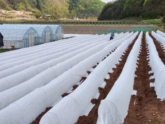 고추 재배 모종 고르기 지주 설치 시비 요령_5